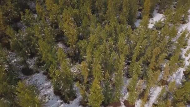AERIAL: Snowing in nature. Pine trees stand in the snow. Winter in the forest — Stock Video