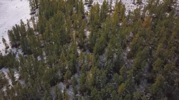 AERIAL: Nevando na natureza. Os pinheiros estão na neve. Inverno na floresta — Vídeo de Stock