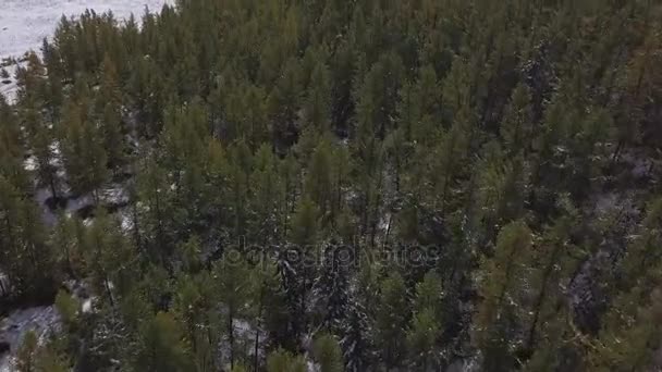 Antenn: Snöar i naturen. Tallar stå i snön. Vinter i skogen — Stockvideo