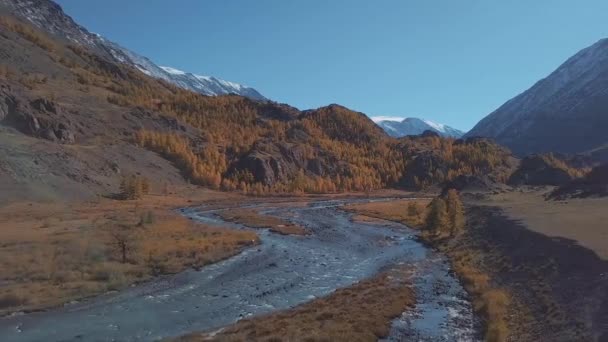 空中 - 山秋川以上のフライト。水はターコイズ、カラマツは黄色。美しい山間の谷の飛行. — ストック動画