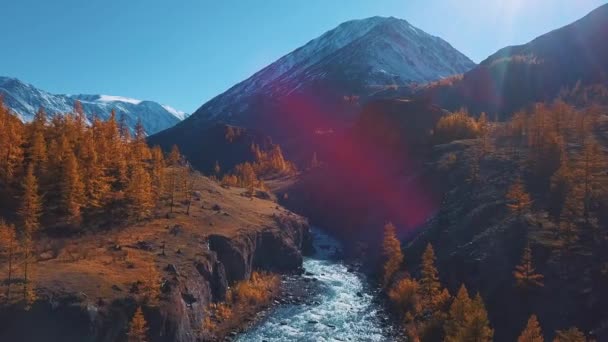 Aérien - Vol au-dessus d'une rivière d'automne de montagne. L'eau est turquoise et le mélèze jaune. Vol dans une belle vallée de montagne . — Video