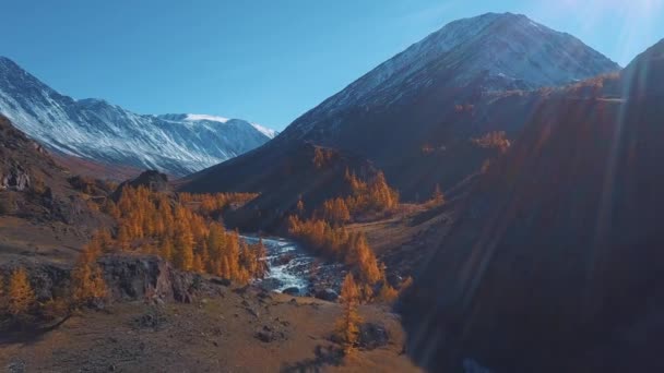 Anténa - let nad podzimní horské řeky. Voda je tyrkysová a modřín je žluté. Let v krásné horské údolí. — Stock video