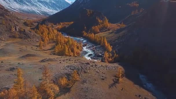 Antenn - flygning över ett berg hösten river. Vattnet är turkost och lärk är gul. Flyg i en vacker bergsdal. — Stockvideo