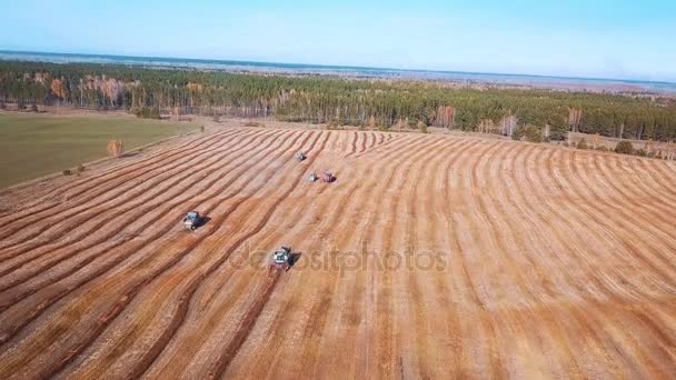 Luchtfoto drone shot van een combine harvester werken in een veld bij zonsondergang. Schot in 4k. zaaien aan het einde van het seizoen. Plant nieuwe korrels voor volgend jaar. — Stockvideo