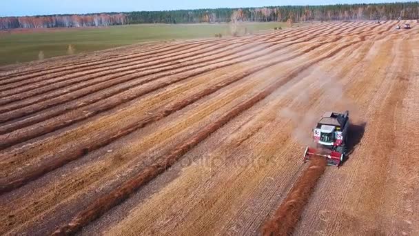 Aereo drone colpo di una mietitrice che lavora in un campo al tramonto. Girato in 4K. semina a fine stagione. Pianta nuovi cereali per il prossimo anno . — Video Stock