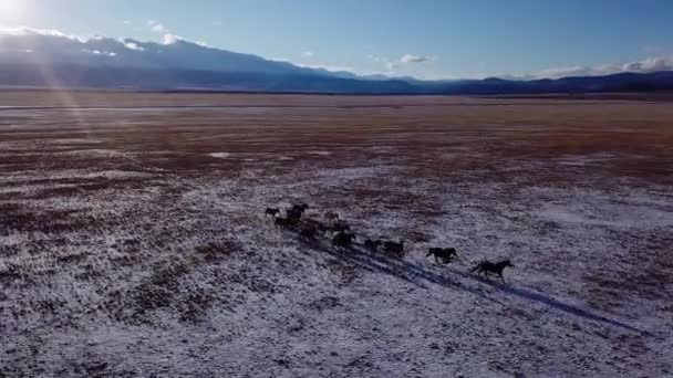 Άγρια άλογα αγέλη τρέχουν στο Λιβάδι εναέρια πετούν πάνω από χειμώνα στέπα με χιόνι φύση άγρια ζωή ομορφιά ζώα επιβήτορες καλπάζοντας ηλιοβασίλεμα λάμπει ελευθερία οικολογία έννοια περιπέτεια — Αρχείο Βίντεο