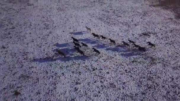 Диких коней стадо працює на луг повітряних літати над зима степ зі снігом природи дикі життя краси тварин жеребців скачущих Sunset світить пригода свободи екології концепції — стокове відео