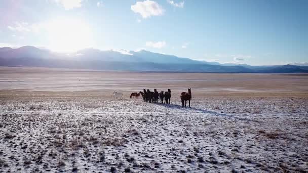 Aerial selvaggio cavallo Mustang mandrie inverno prato di neve veloce. Gamma invernale. Povero cibo. Cavalli selvatici selvatici. Il gregge galoppa lungo la neve tra le montagne . — Video Stock