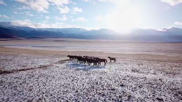 Εναέρια άγρια Mustang άλογο αγέλη χειμώνα χιόνι Λιβάδι γρήγορα. Εύρος χειμώνα. Κακή τροφή. Άγρια feral άλογα. Οι καλπασμοί το κοπάδι κατά μήκος το χιόνι ανάμεσα στα βουνά. — Αρχείο Βίντεο