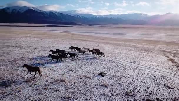 Aerial selvaggio cavallo Mustang mandrie inverno prato di neve veloce. Gamma invernale. Povero cibo. Cavalli selvatici selvatici. Il gregge galoppa lungo la neve tra le montagne . — Video Stock