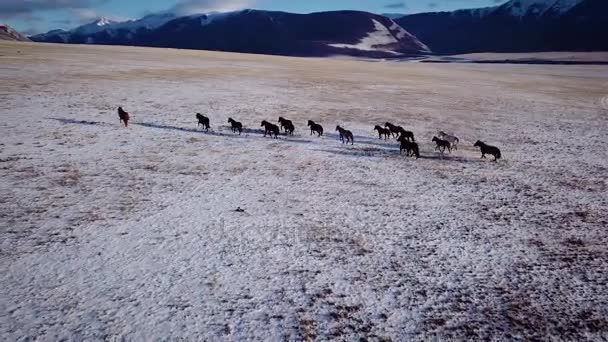 Sauvage aérien Mustang troupeau de chevaux hiver prairie de neige rapide. Gamme d'hiver. Mauvaise nourriture. Chevaux sauvages sauvages. Le troupeau galope le long de la neige parmi les montagnes . — Video