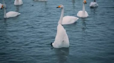 Kuğu bir göl veya nehir üzerinde kış aylarında yüzmek. Kar yağıyor. Uçup gitmeye hazırlanıyor