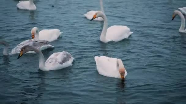 Les cygnes nagent sur un lac ou une rivière en hiver. Il neige. Se préparer à s'envoler 