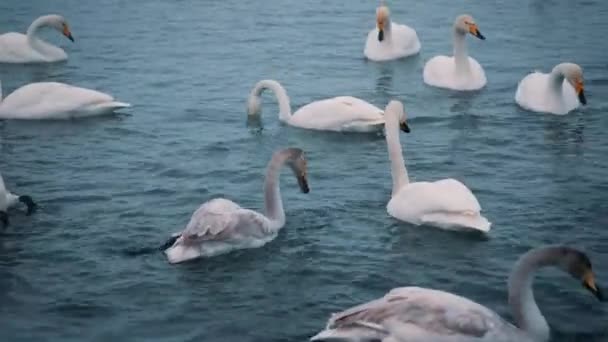 白鳥は冬の湖や川で泳ぐ。雪が降っています。飛び立とうと準備 — ストック動画
