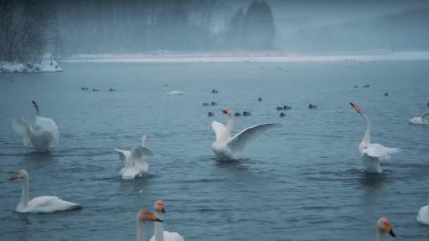 Los cisnes nadan en un lago o río en invierno. Nieva. Preparándose para volar — Vídeo de stock