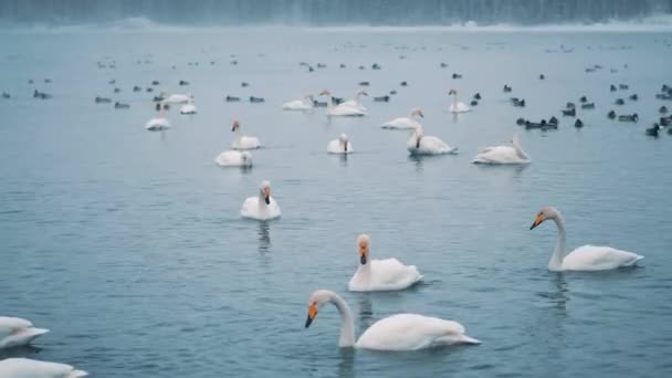 Zwanen zwemmen op een meer of rivier in de winter. Sneeuwt. Klaar om te vliegen weg — Stockvideo