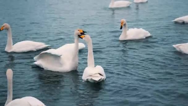 Hattyúk úszik a tó vagy folyó télen. Hull a hó. Felkészülnek arra, hogy elszáll — Stock videók