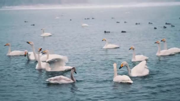 Kuğu bir göl veya nehir üzerinde kış aylarında yüzmek. Kar yağıyor. Uçup gitmeye hazırlanıyor — Stok video