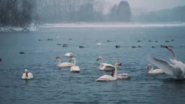 Hattyúk úszik a tó vagy folyó télen. Hull a hó. Felkészülnek arra, hogy elszáll — Stock videók