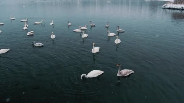 Los cisnes nadan en un lago o río en invierno. Nieva. Preparándose para volar — Vídeos de Stock