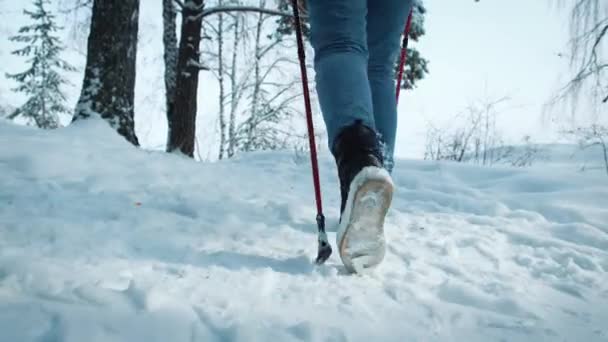 SEGUIR Caminhadas jovens do sexo feminino com uma mochila na bela floresta de inverno. usa paus para caminhada nórdica . — Vídeo de Stock
