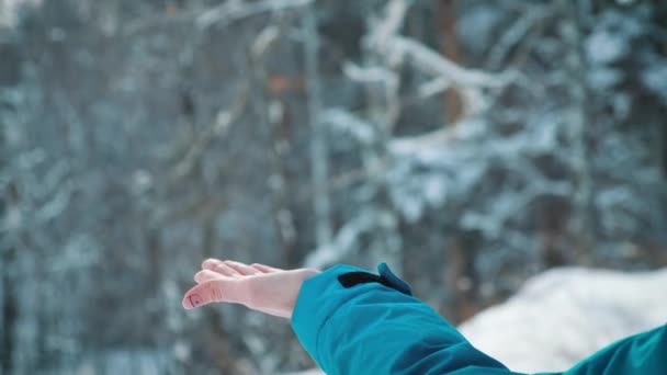 Grey Jay comendo fora da mão humana durante a queda de neve — Vídeo de Stock