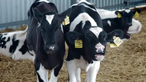 Vacas jóvenes, terneros en el establo. Un establo en el campo. Muchas vacas en una casa de vacas. Las pantorrillas mutilan. Industria agrícola — Vídeos de Stock