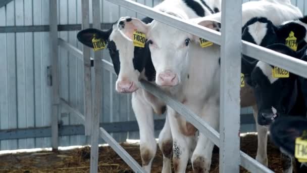 小牛,小牛在畜栏里. 牛棚在农村。 牛房里有很多奶牛 小牛犊在移动。 农业工业 — 图库视频影像