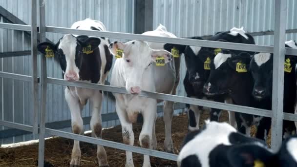 Young cows, calves in the stall. Cowshed in the countryside. A lot of cows in a cow house. The calves moo. Agricultural industry — Stock Video