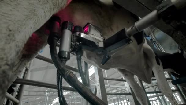 Автоматизированный процесс современной доильной машины. Коровье вымя сканируется лазером на молоко. Много коров в коровнике. Сельское хозяйство — стоковое видео