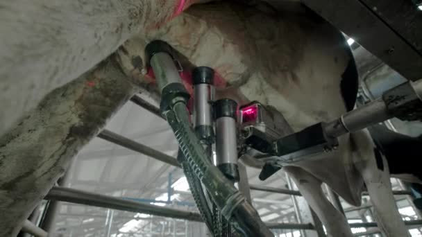 Proceso automatizado de una moderna máquina de ordeño. La ubre de las vacas es escaneada por un láser para ordeñar la leche. Muchas vacas en una casa de vacas. Industria agrícola — Vídeo de stock