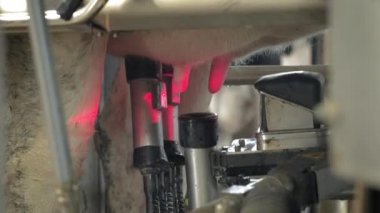 Modern bir sağma makinesinin otomatik süreci. İnek memesi süt sağmak için lazer tarafından taranır. İnek evinde bir sürü inek var. Tarım endüstrisi