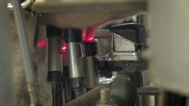 Modern bir sağma makinesinin otomatik süreci. İnek memesi süt sağmak için lazer tarafından taranır. İnek evinde bir sürü inek var. Tarım endüstrisi
