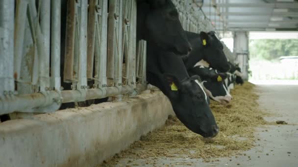 Корови їдять у кабінці. Коров'яче тіло в сільській місцевості. Багато корів у коров'ячому будинку. сільськогосподарської промисловості — стокове відео