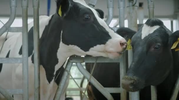 Les vaches mangent dans la stalle. Berceau à la campagne. Beaucoup de vaches dans une maison de vache. Industrie agricole — Video