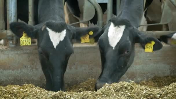 Kor i ko hus - Cattlles - Cowshed Animal Farming. Kor äter i stallet. Gryta på landet. Många kor i ett kohus. Jordbruksindustri — Stockvideo
