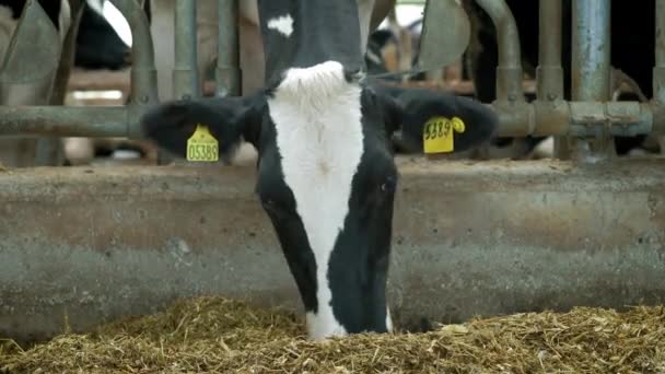 Vaches dans la maison de vache - Cattlles - Cowshed Animal Farming. Les vaches mangent dans la stalle. Berceau à la campagne. Beaucoup de vaches dans une maison de vache. Industrie agricole — Video