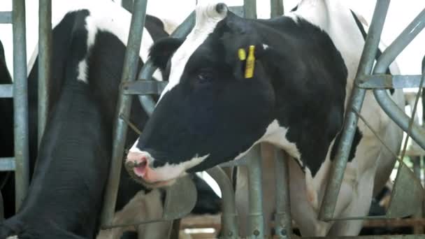 Las vacas comen en el establo. Un establo en el campo. Muchas vacas en una casa de vacas. Industria agrícola — Vídeo de stock