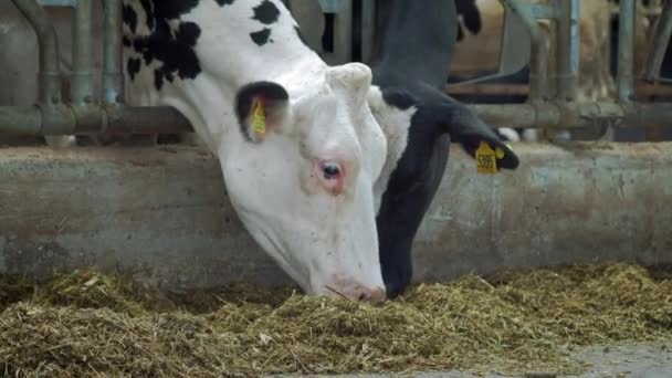 Корови в коров'ячому будинку - Cattlles - Cowshed Animal Farming. Корови їдять у стайні. Розташований в сільській місцевості. Багато корів у коров'ячому будинку. Сільськогосподарська промисловість — стокове відео