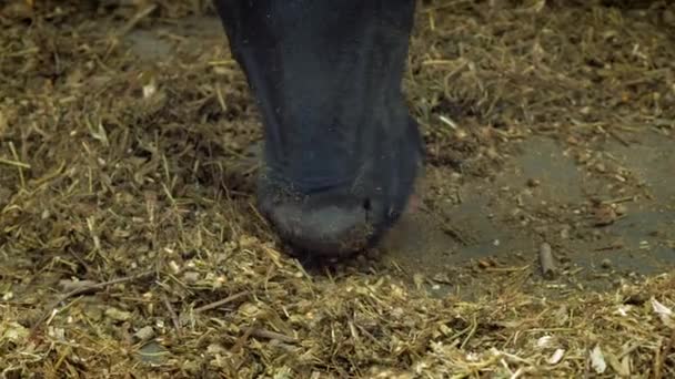 Cows In Cow House - Cattles - Cowshed Animal Farming. Коровы едят в стойле. Коровник в деревне. Много коров в коровнике. Сельское хозяйство — стоковое видео