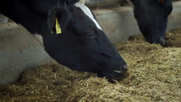 Αγελάδες στο σπίτι των αγελάδων - αγελάδες - εκτροφή αγελάδων. Οι αγελάδες τρώνε στο στάβλο. Καουμπόικο στην εξοχή. Πολλές αγελάδες σε ένα σπίτι αγελάδων. Γεωργικός κλάδος — Αρχείο Βίντεο