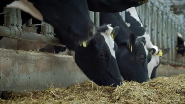 Kühe im Kuhstall - Rinder - Kuhstall Tierhaltung. Kühe fressen im Stall. Kuhstall auf dem Land. viele Kühe in einem Kuhstall. Agrarindustrie — Stockvideo