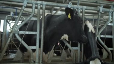 İnekler ahırda yer. Kırsal kesimde ahır gibi. İnek evinde bir sürü inek var. Tarım endüstrisi