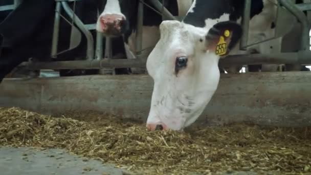 Krávy v kravíně - Cattlles - Chov dobytka. Krávy jedí ve stáji. Kráva na venkově. Spousta krav v kravíně. Zemědělský průmysl — Stock video