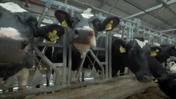 Las vacas comen en el establo. Un establo en el campo. Muchas vacas en una casa de vacas. Industria agrícola — Vídeo de stock