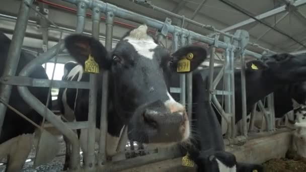 Kor äter i stallet. Gryta på landet. Många kor i ett kohus. Jordbruksindustri — Stockvideo
