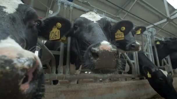 Koeien eten in de stal. Een koeienstal op het platteland. Veel koeien in een koeienstal. Landbouwsector — Stockvideo