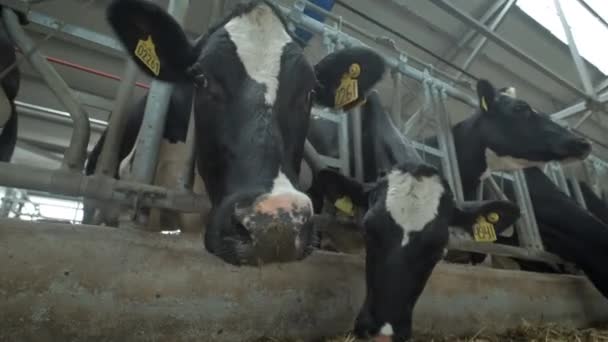 Las vacas comen en el establo. Un establo en el campo. Muchas vacas en una casa de vacas. Industria agrícola — Vídeo de stock