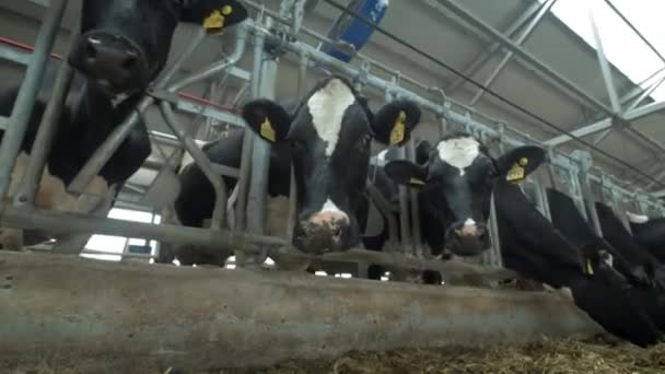 奶牛在畜栏里吃东西.牛棚在农村。牛房里有很多奶牛农业工业 — 图库视频影像