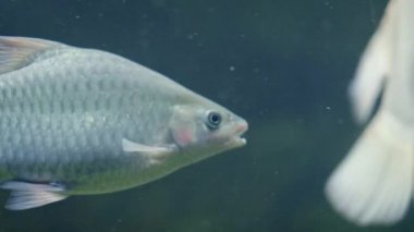 Balık akvaryumu. Oceanarium akvaryumda tehlikeli balık yüzme. Taş, deniz yosunu dolu renkli akvaryum tankı. Renkli akvaryum, okyanusta güzel balık.